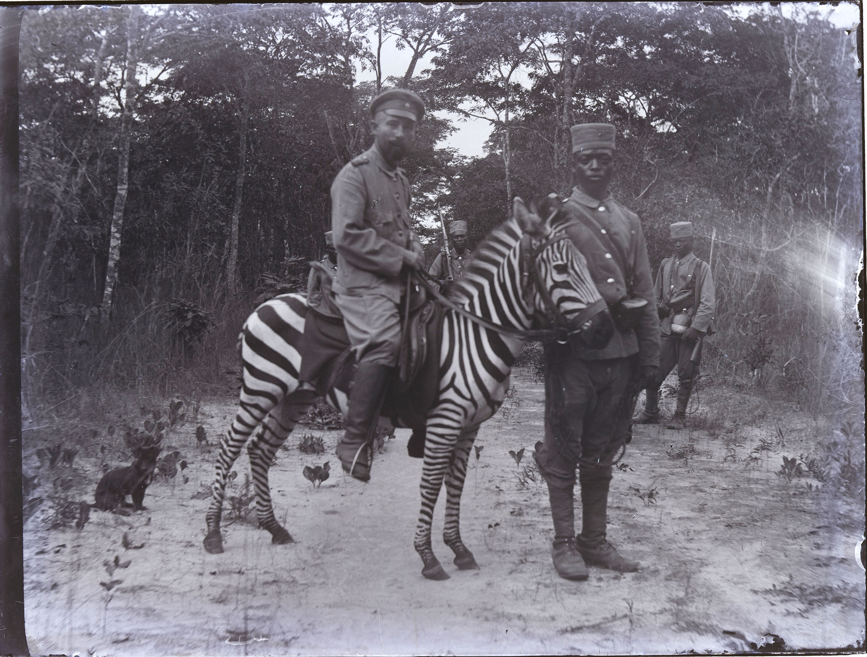 Antique photo German riding zebra